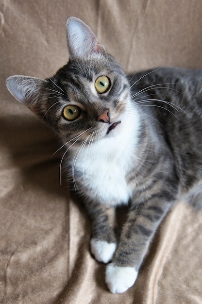 Retrato de um gato em alto ângulo