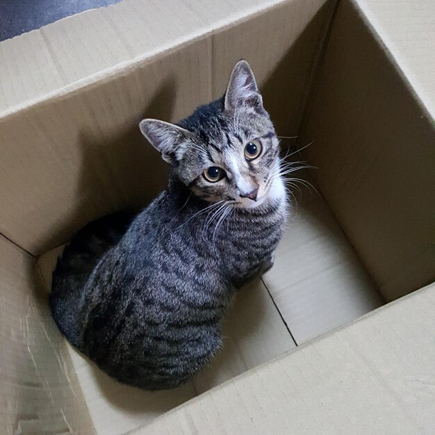 Foto retrato de um gato em alto ângulo