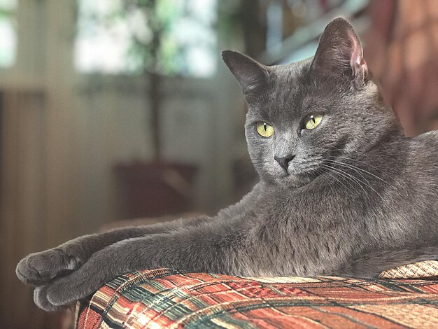 Foto retrato de um gato em close-up