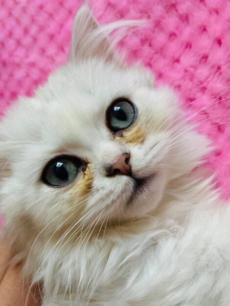 Foto retrato de um gato em close-up