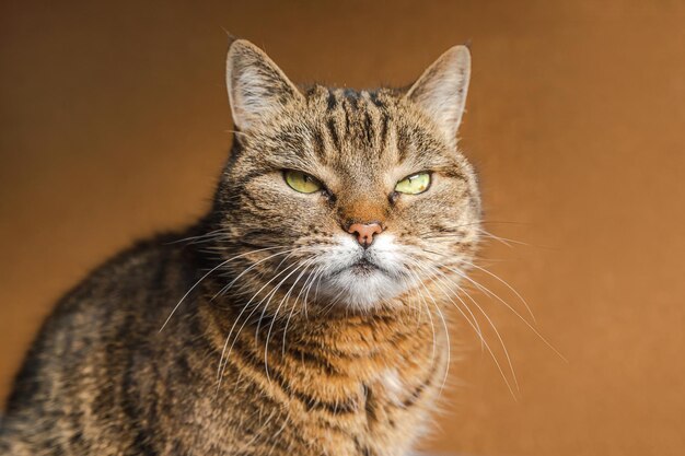 Retrato de um gato em close-up