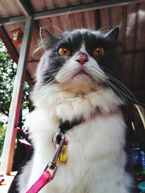 Foto retrato de um gato em close-up