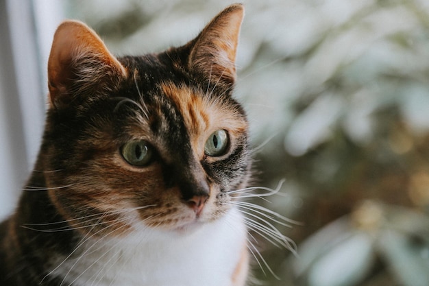 Retrato de um gato em close-up