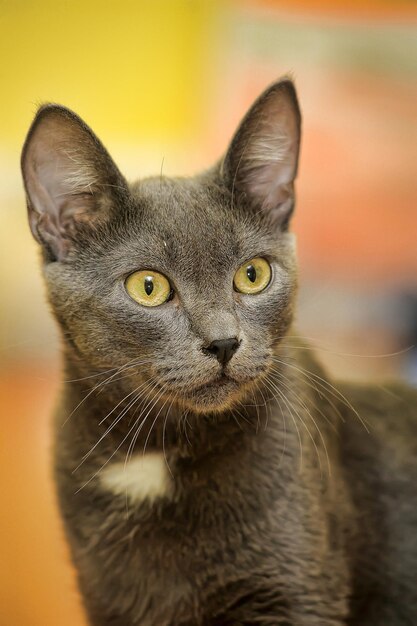 Foto retrato de um gato em close-up