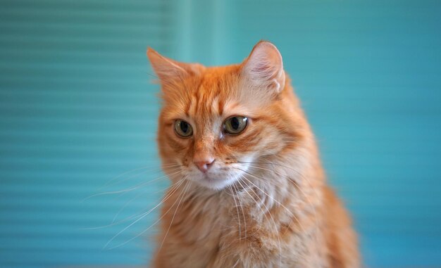 Foto retrato de um gato em close-up