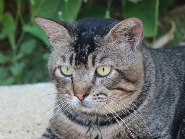 Foto retrato de um gato em close-up