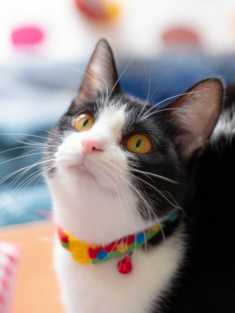 Foto retrato de um gato em close-up