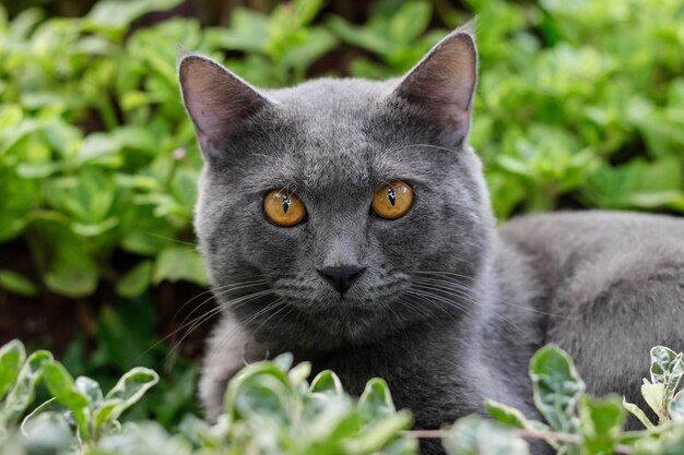 Retrato de um gato em close-up