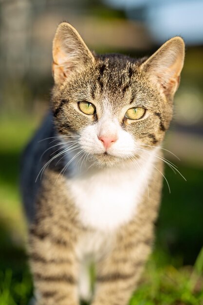 Foto retrato de um gato em close-up