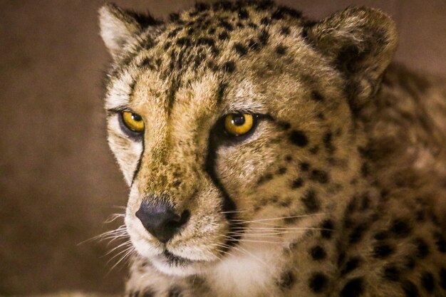 Retrato de um gato em close-up