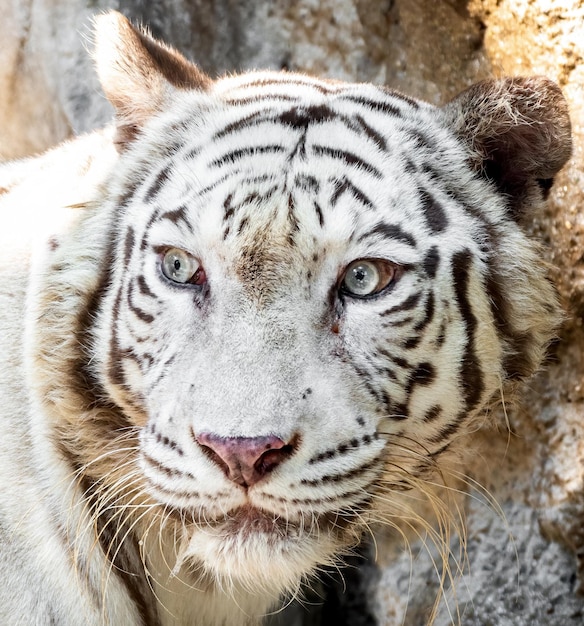 Retrato de um gato em close-up