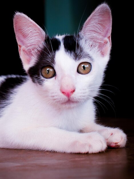 Foto retrato de um gato em close-up