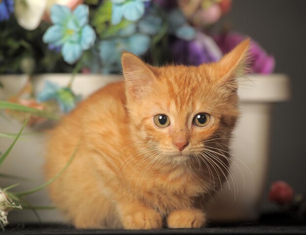 Retrato de um gato em close-up