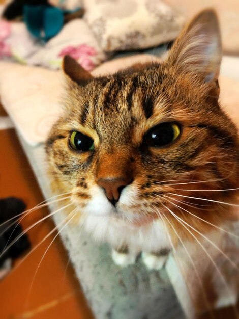 Foto retrato de um gato em close-up