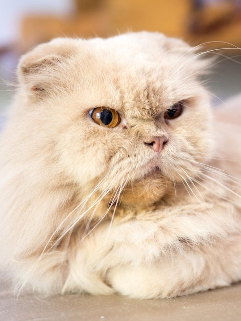 Foto retrato de um gato em close-up