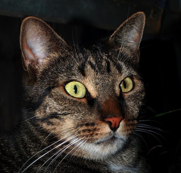 Foto retrato de um gato em close-up