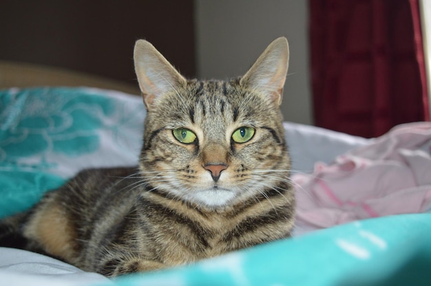 Retrato de um gato em close-up