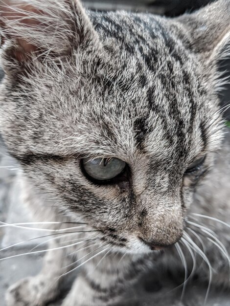 Foto retrato de um gato em close-up