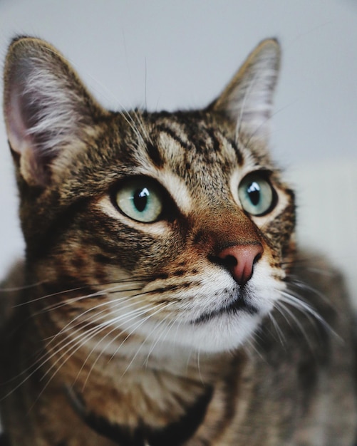 Foto retrato de um gato em close-up