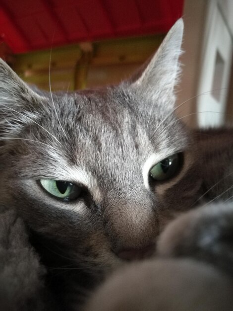 Foto retrato de um gato em close-up