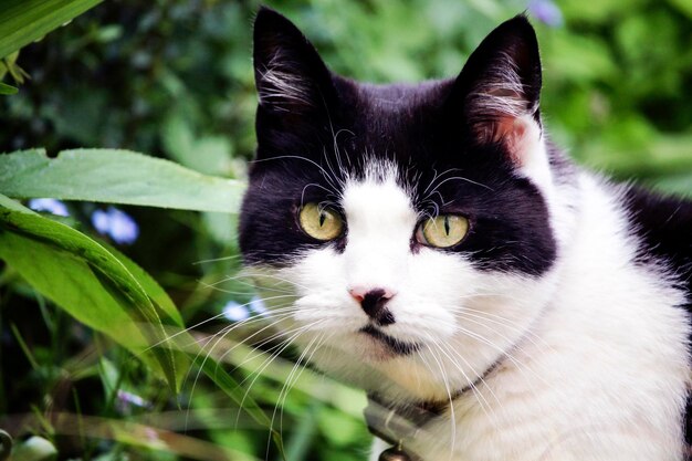 Foto retrato de um gato em close-up