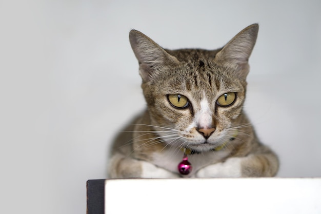 Retrato de um gato em close-up