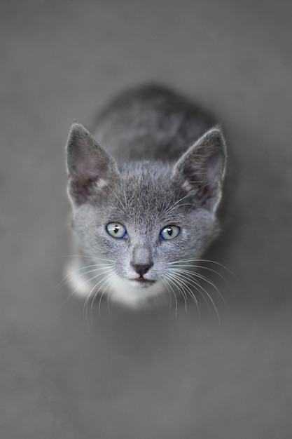 Foto retrato de um gato em close-up