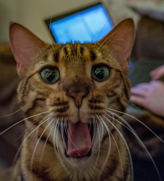 Foto retrato de um gato em close-up