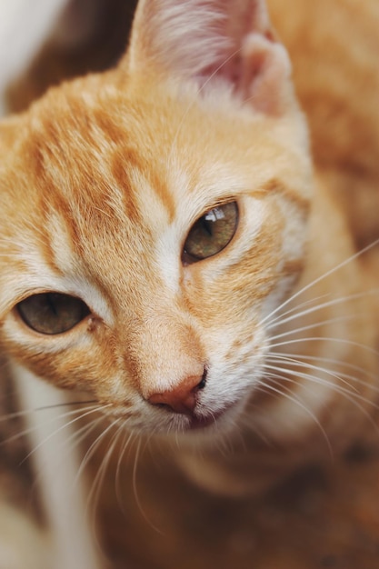 Foto retrato de um gato em close-up