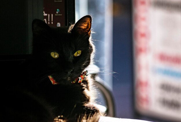 Foto retrato de um gato em close-up