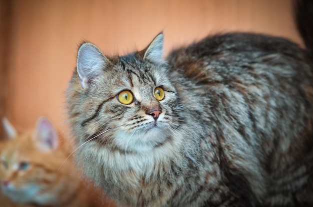 Foto retrato de um gato em close-up