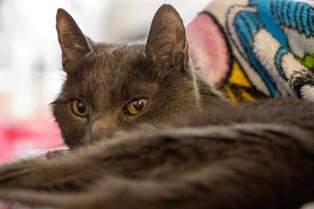 Retrato de um gato em close-up