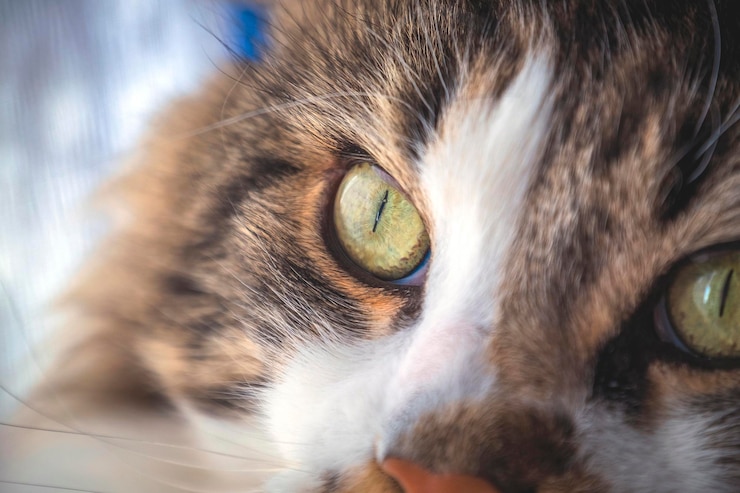 Foto retrato de um gato em close-up