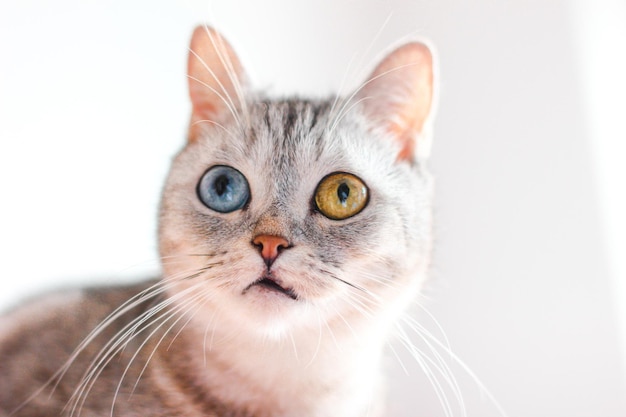 Retrato de um gato em close-up