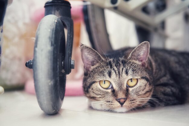 Foto retrato de um gato em close-up