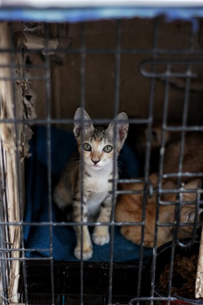 Foto retrato de um gato em gaiola