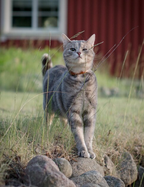 Retrato de um gato em um campo de grama