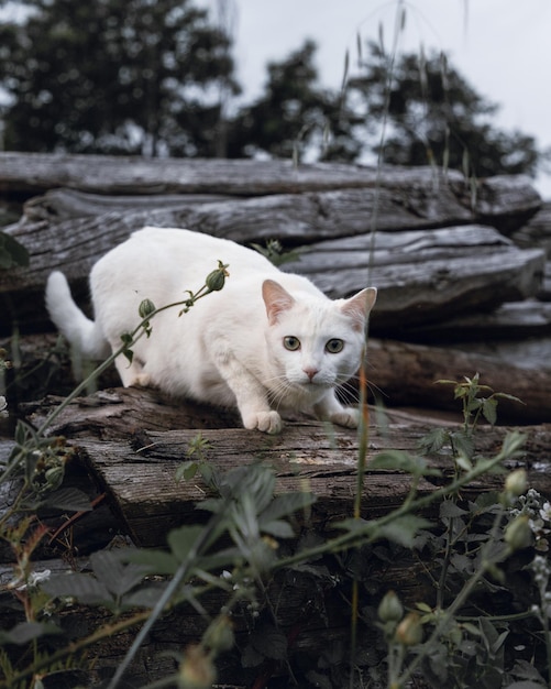 Foto retrato de um gato em um campo