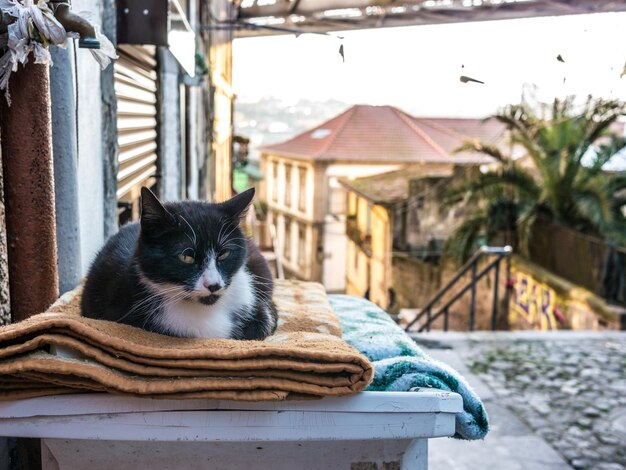 Foto retrato de um gato em um edifício