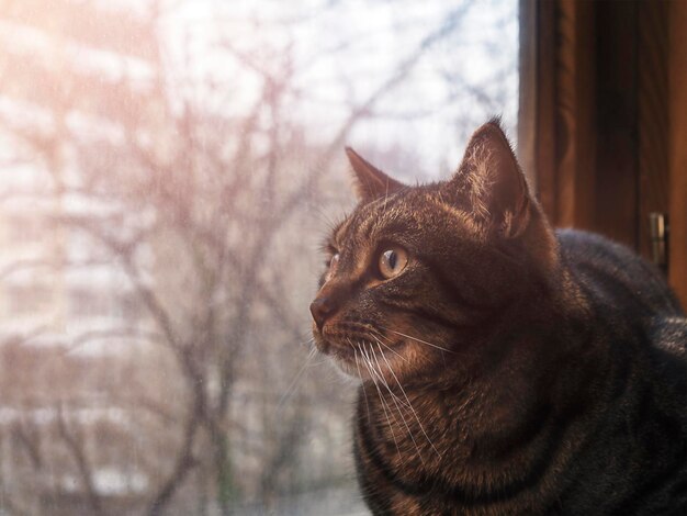 Retrato de um gato em uma janela