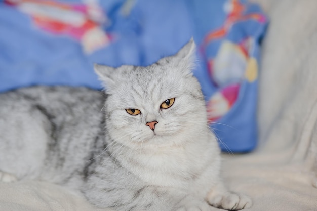 Retrato de um gato escocês deitado em uma cama A câmera se afasta do obj