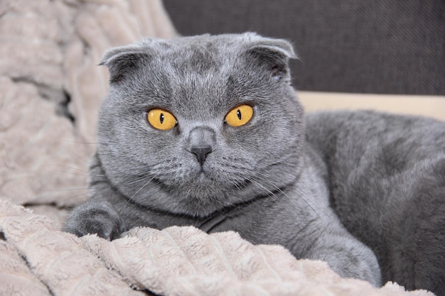 Foto retrato de um gato escocês dobrado gato gordo zangado