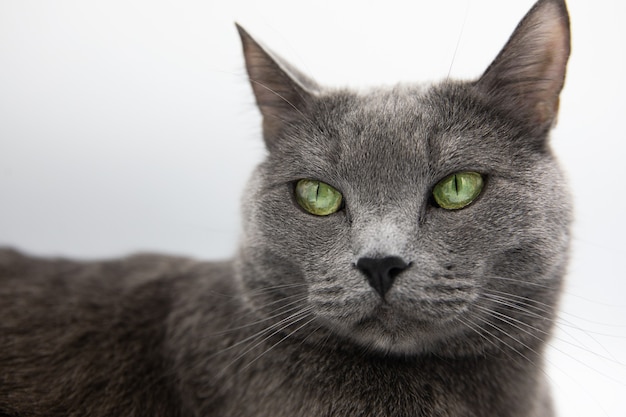retrato de um gato fofo cinza