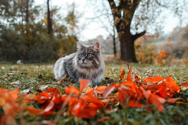 Retrato de um gato fofo e cinza com olhos verdes.