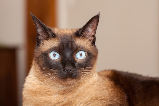 Retrato de um gato fofo raça siamesa com lindos olhos azuis.