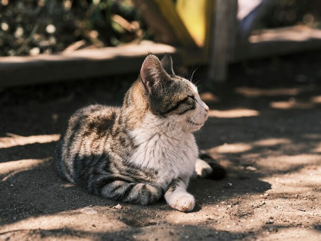 Retrato de um gato fofo