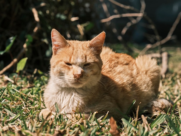 Retrato de um gato fofo