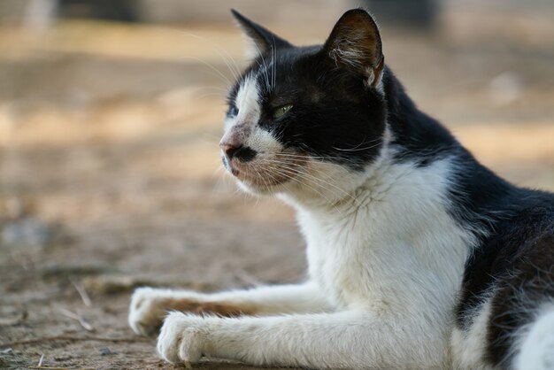 Retrato de um gato fofo