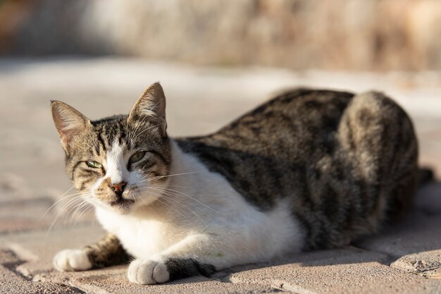 Retrato De Um Gato Preto Com Um Pescoço Branco Olhando Para O Jogo a  Distância Foto de Stock - Imagem de distância, cauda: 221727350