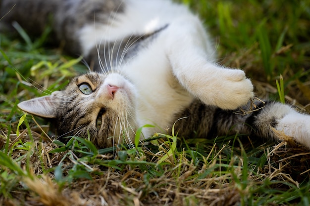 Retrato de um gato fofo